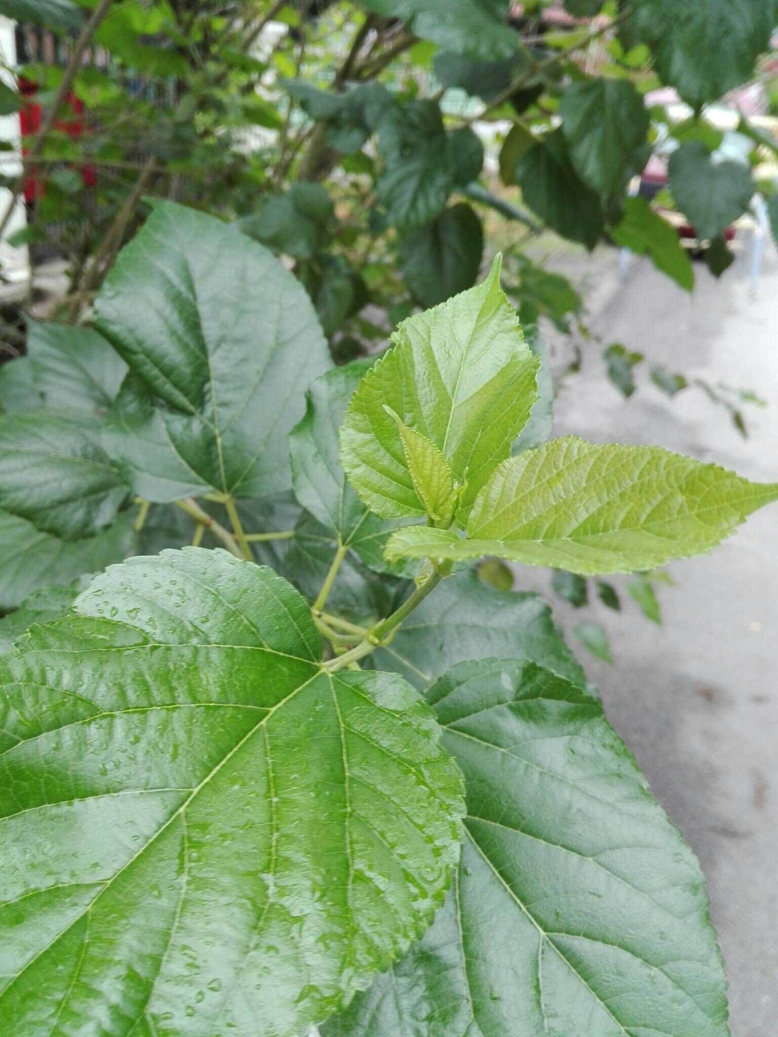 Image of black mulberry