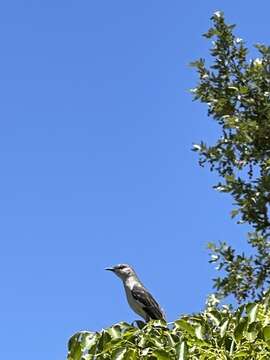 Image of Mimus polyglottos leucopterus (Vigors 1839)