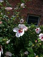 Imagem de Hibiscus syriacus L.