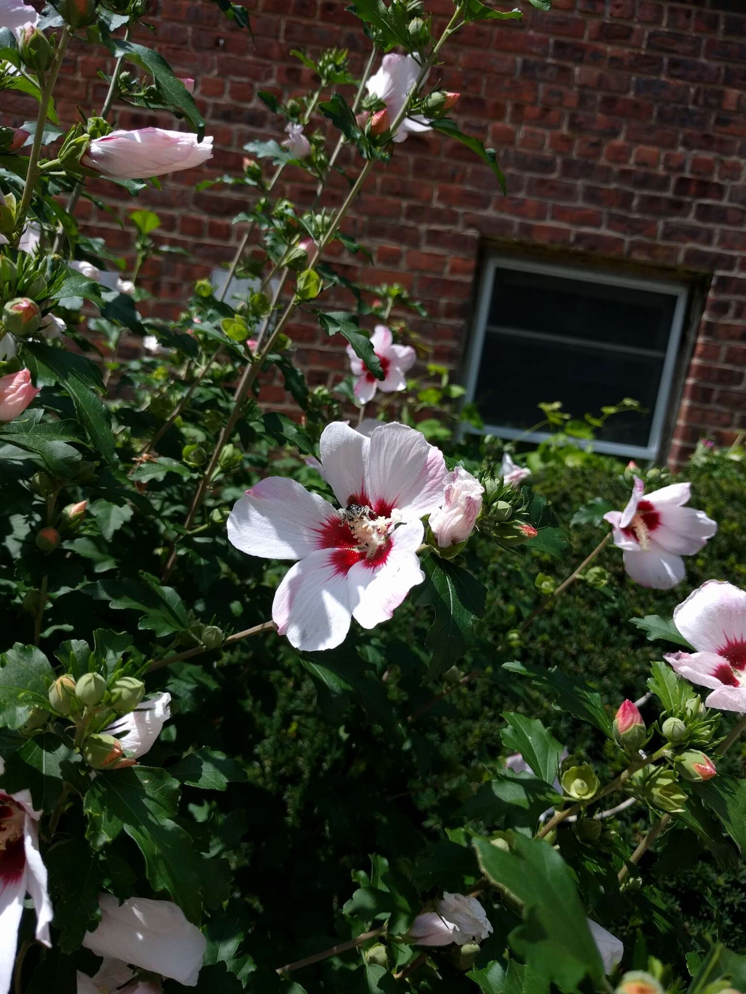 Imagem de Hibiscus syriacus L.