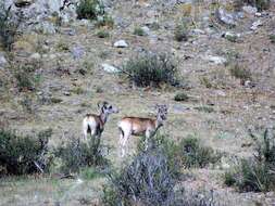 Image of Altai argali