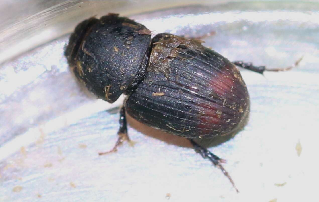 Image of Otophorus