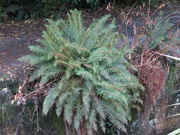 Sivun Polystichum vestitum (G. Forst.) C. Presl kuva