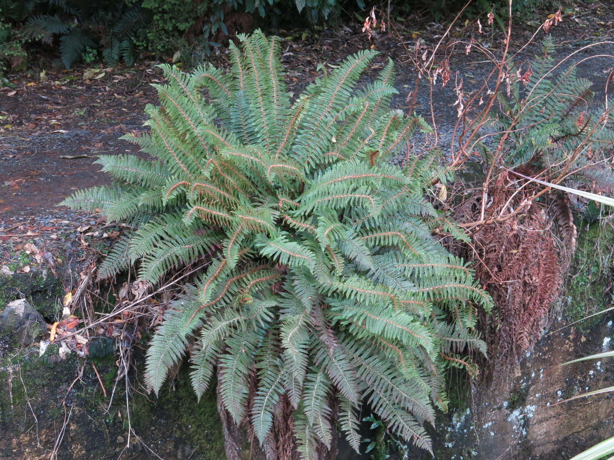 Sivun Polystichum vestitum (G. Forst.) C. Presl kuva