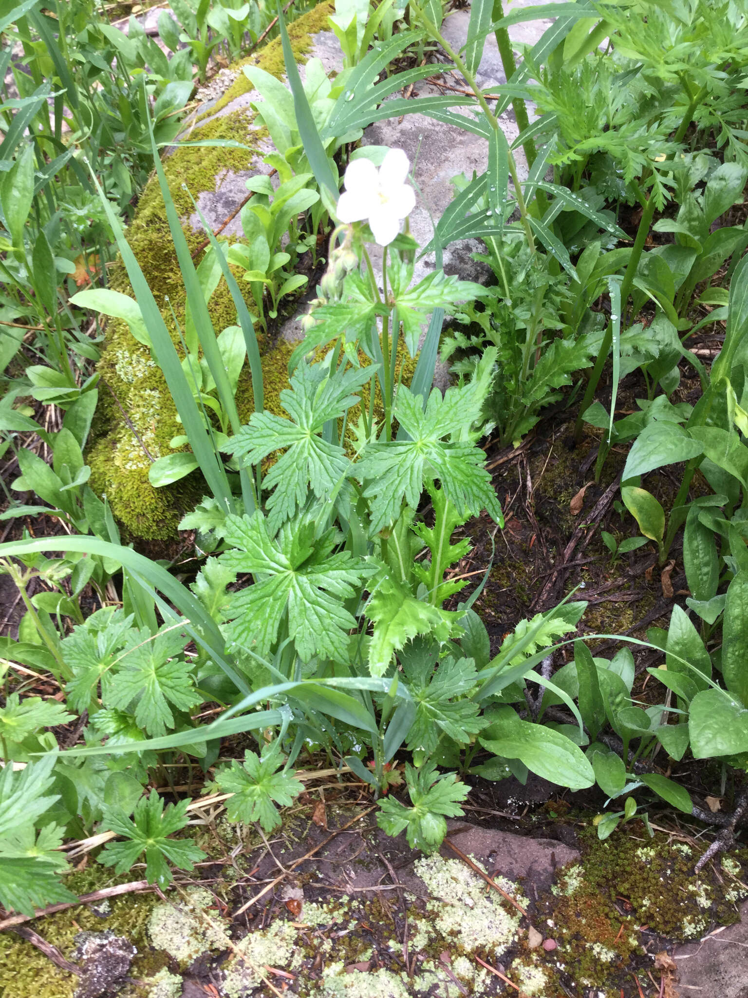 Image of Richardson's geranium