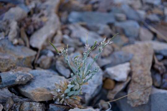 Image of Shockley's rockcress