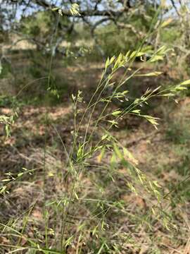 Image of Texas fescue