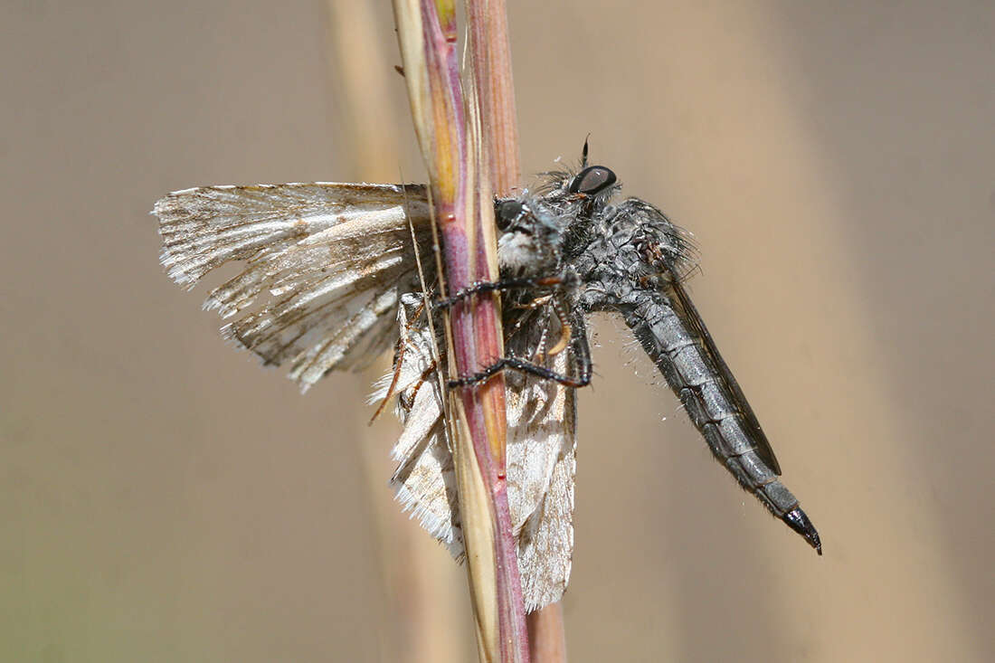 صورة Machimus occidentalis (Hine 1909)