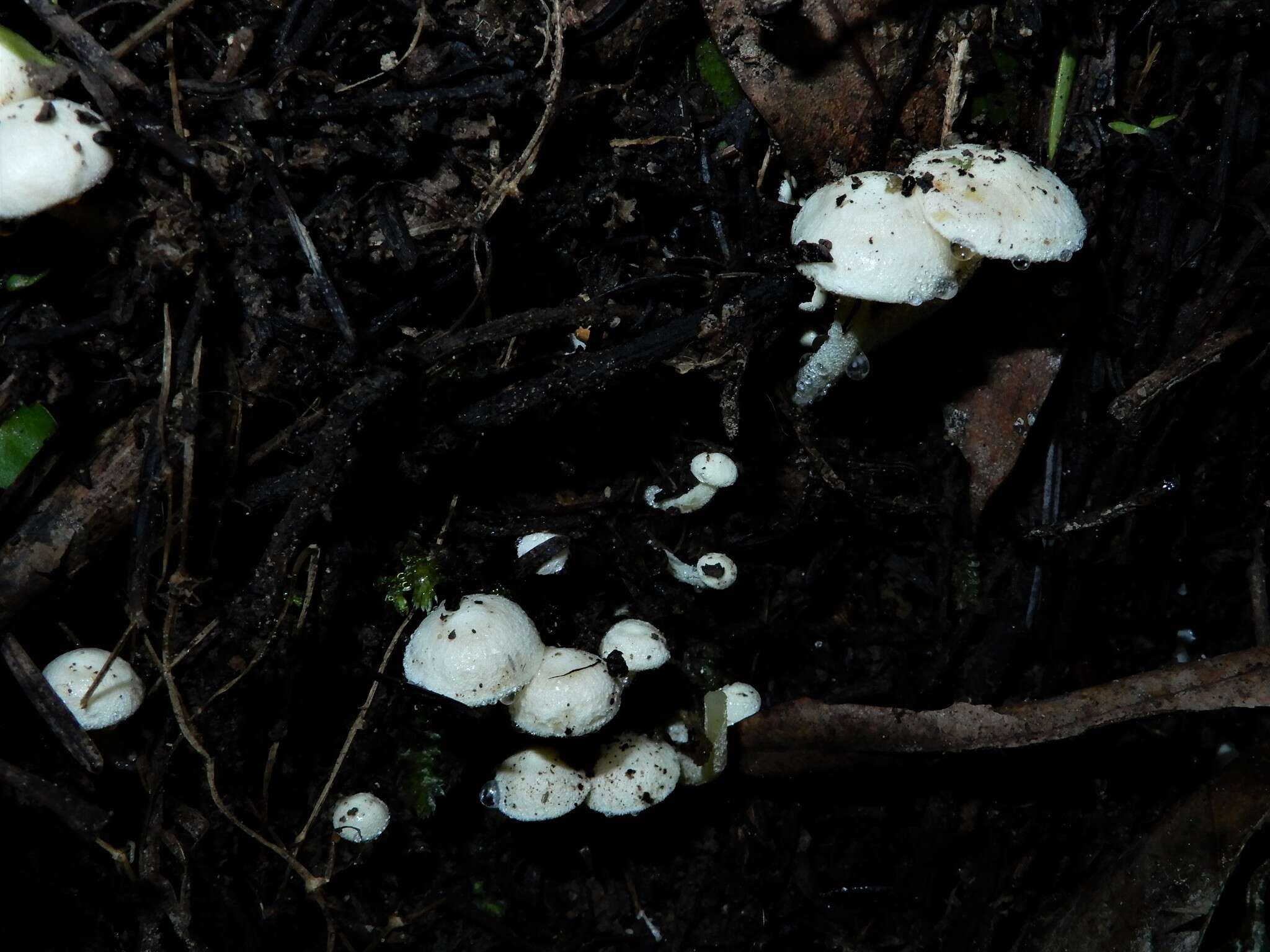 Image of Hygrophorus involutus G. Stev. 1963