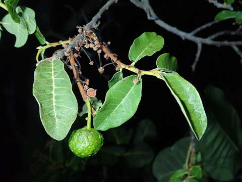 Image of Mama Cadela