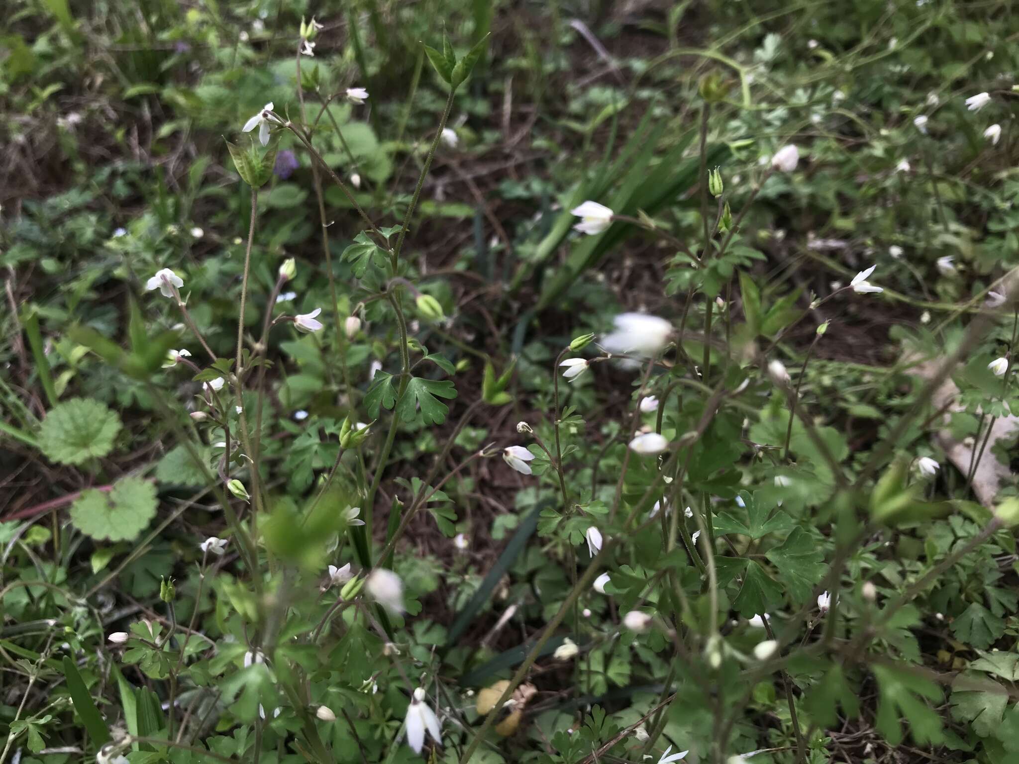 Semiaquilegia adoxoides (DC.) Makino resmi