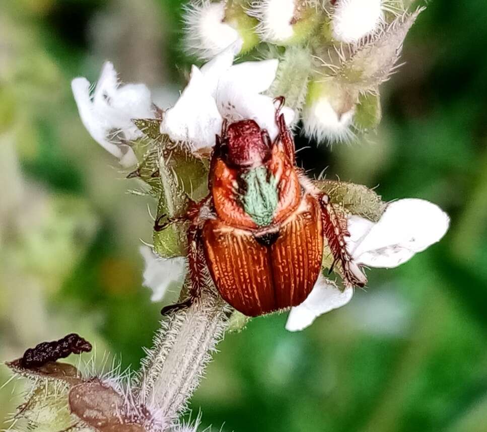 Image de Strigoderma sulcipennis Burmeister 1844