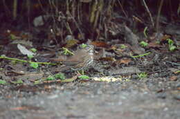 Image of Passerella iliaca annectens Ridgway