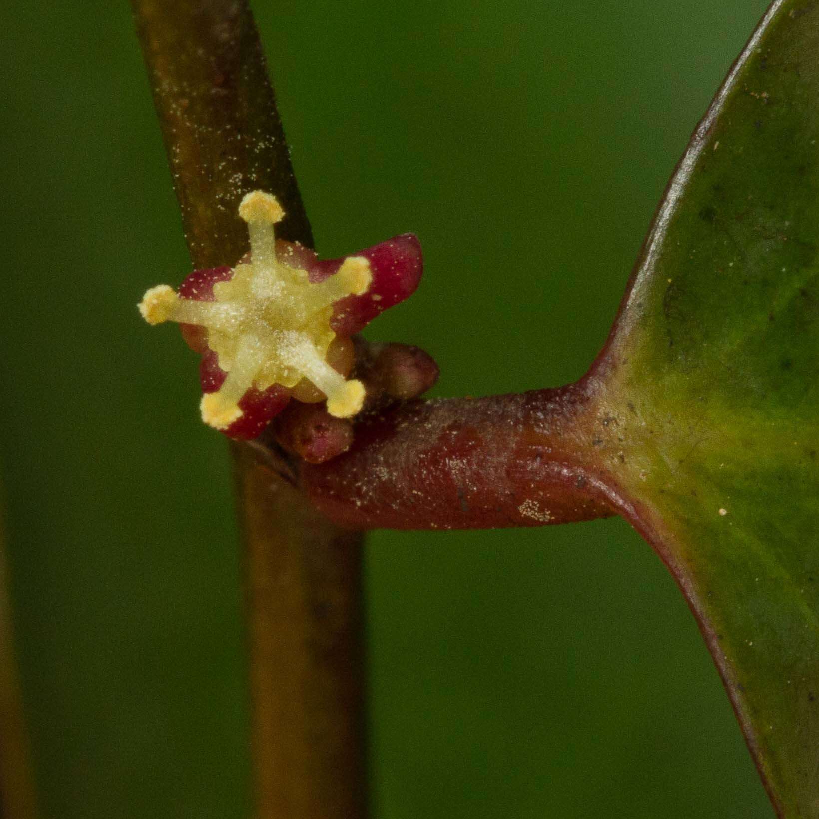 Image of Phyllanthus baladensis Baill.