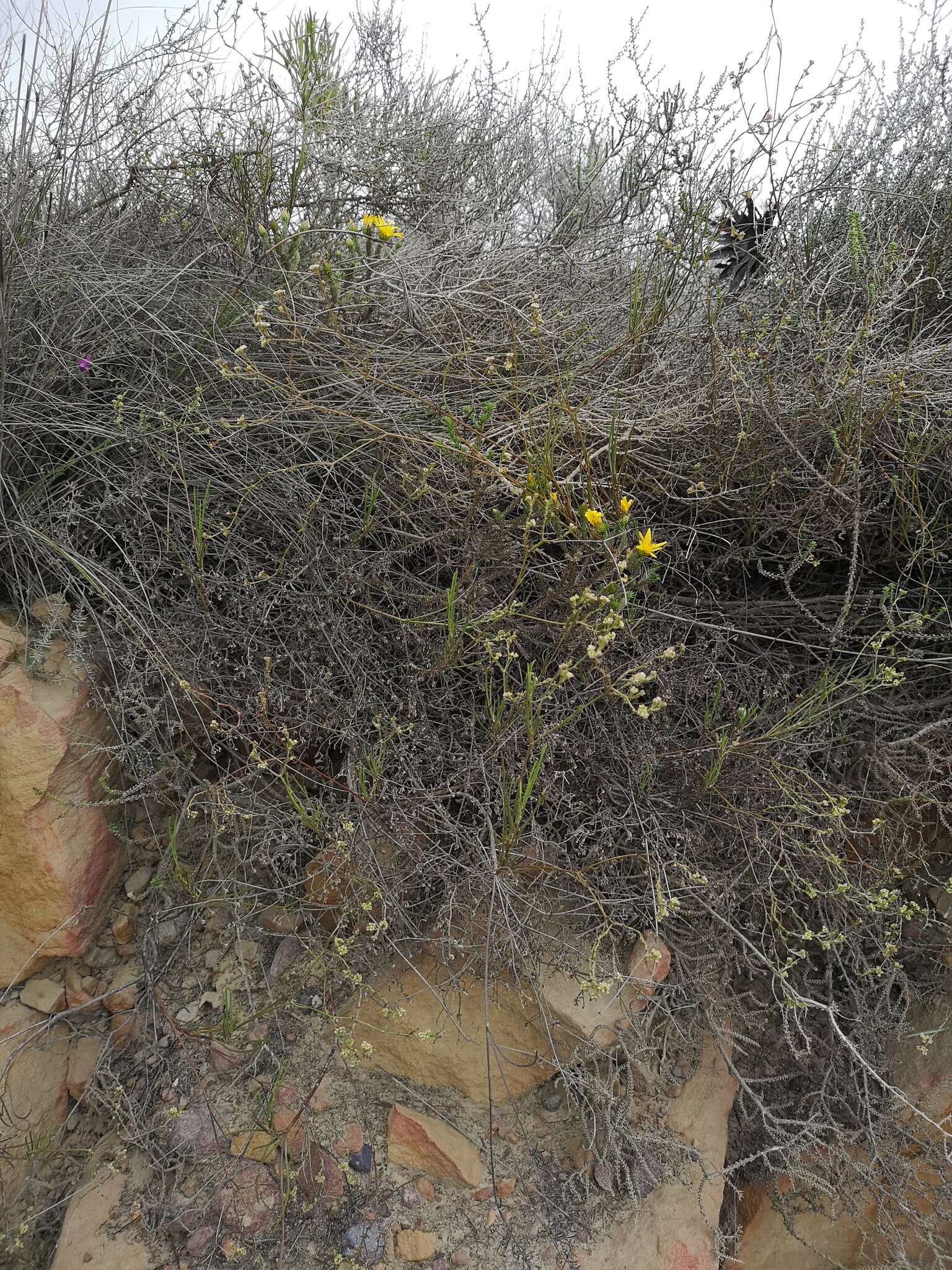 Image of Centella thesioides