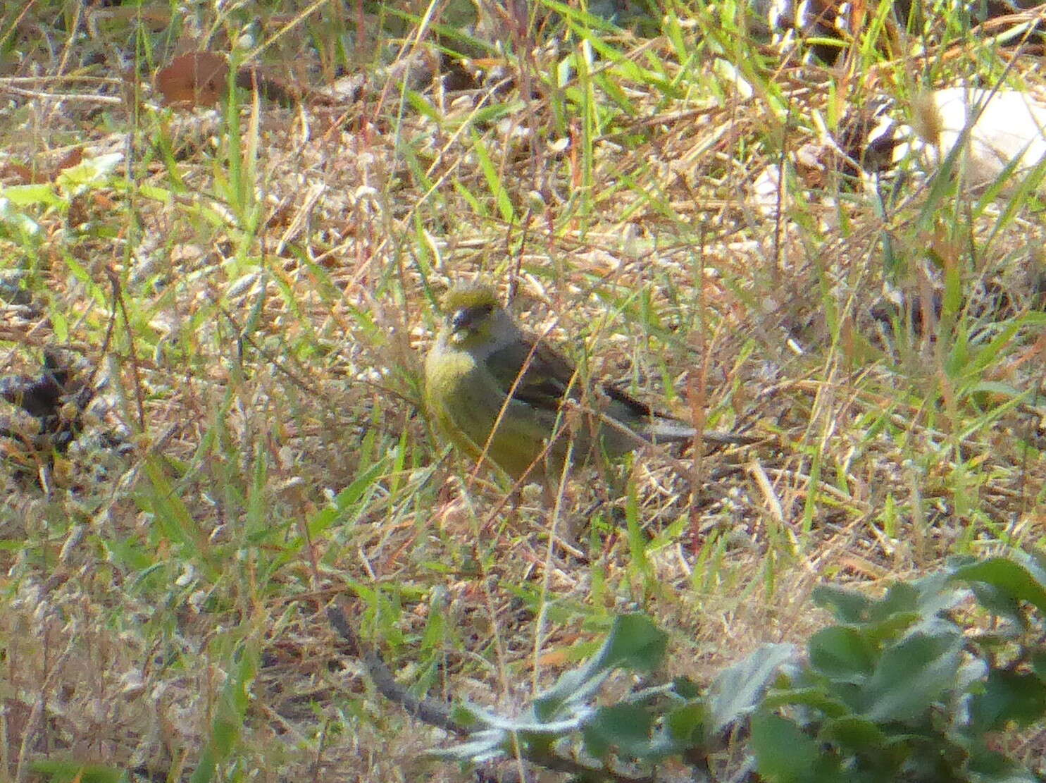 Image of Corsican Citril Finch