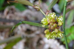 Image of Smilax elongatoumbellata Hayata