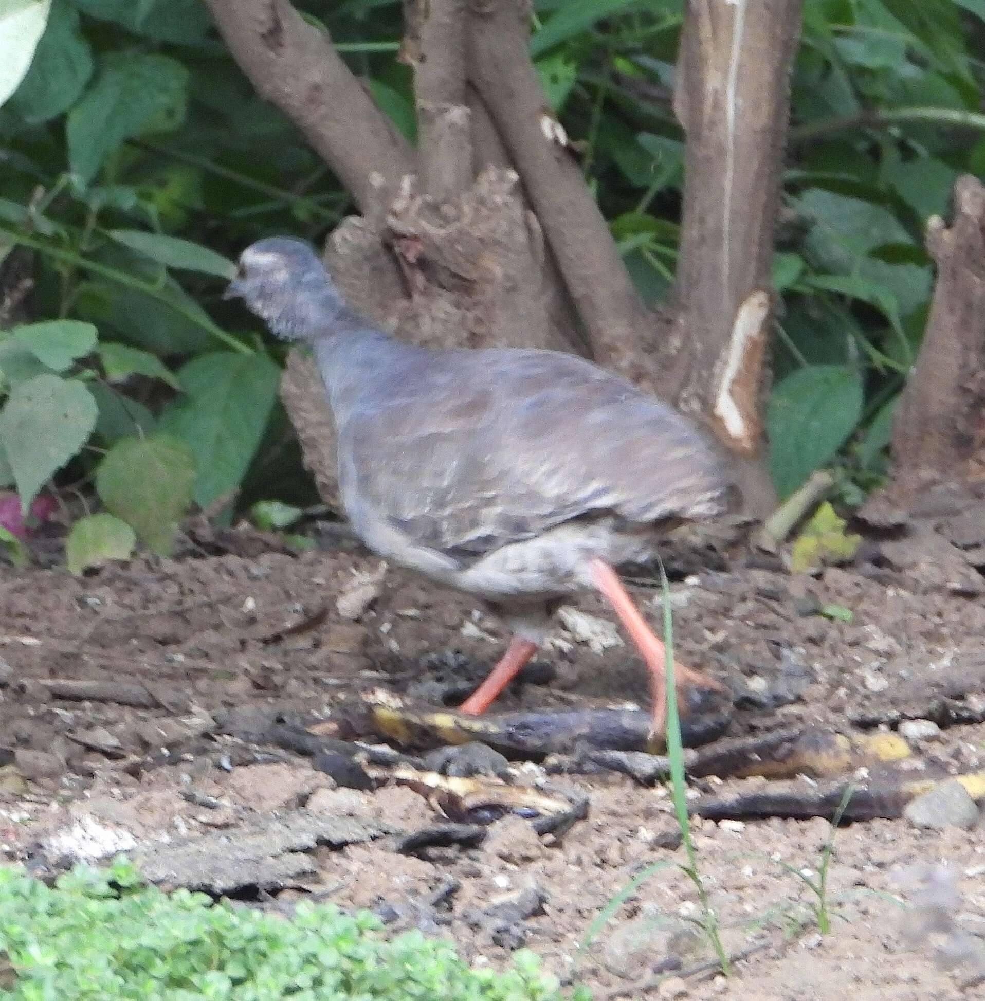 Image of Pale-browed Tinamou