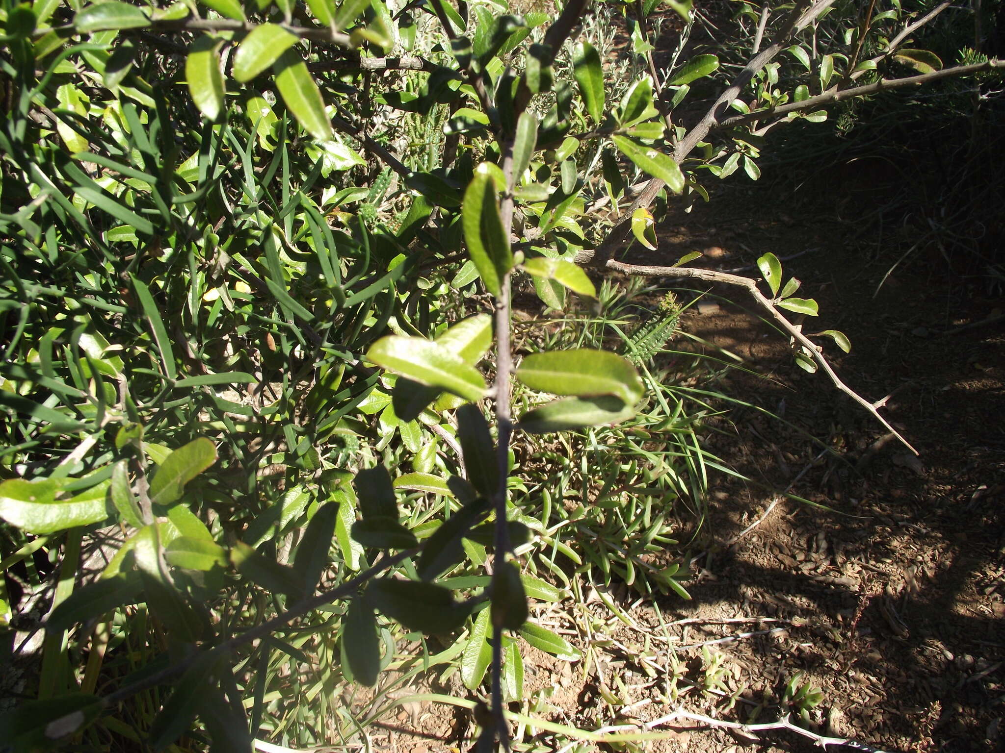 Image of Brachylaena ilicifolia (Lam.) Phill. & Schweick.