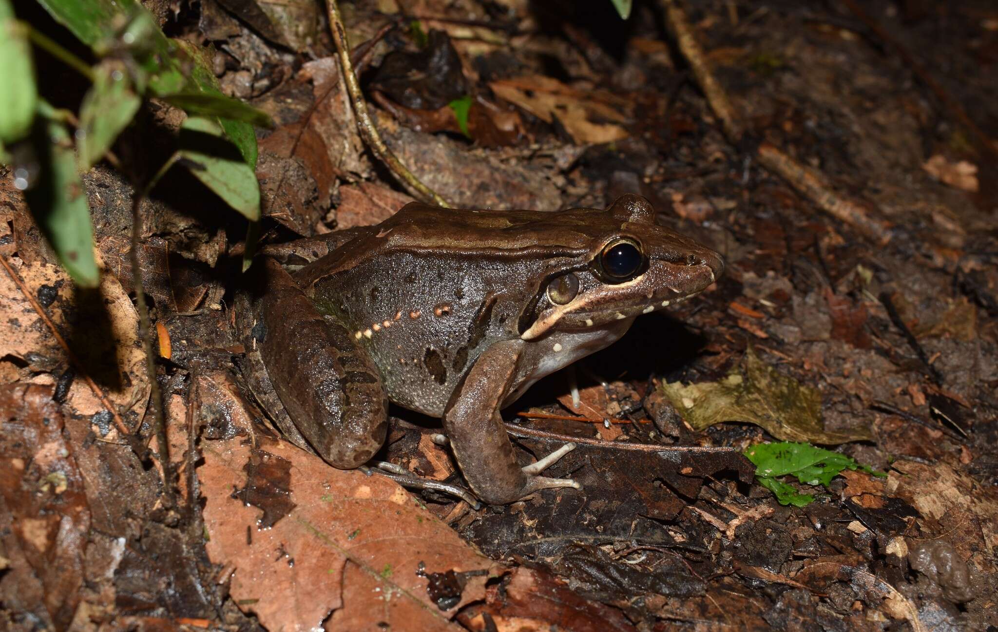 Image of Bolivian White-lipped Frog