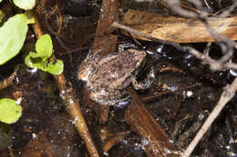 Image of Northern Territory Frog