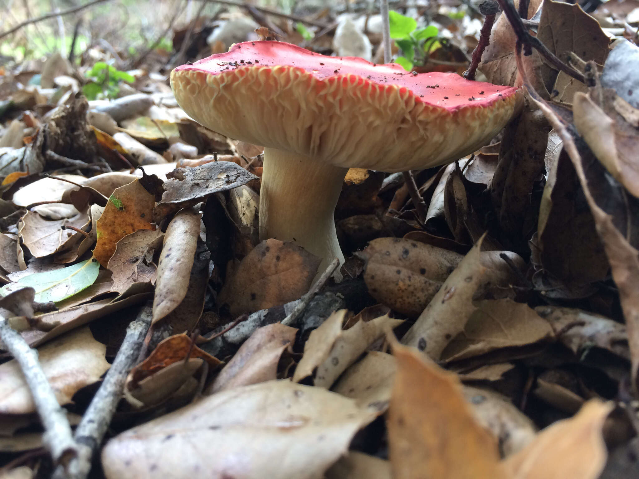 Image of Russula silvicola Shaffer 1975