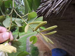 Image of Bauhinia forficata subsp. pruinosa (Vogel) Fortunato & Wunderlin