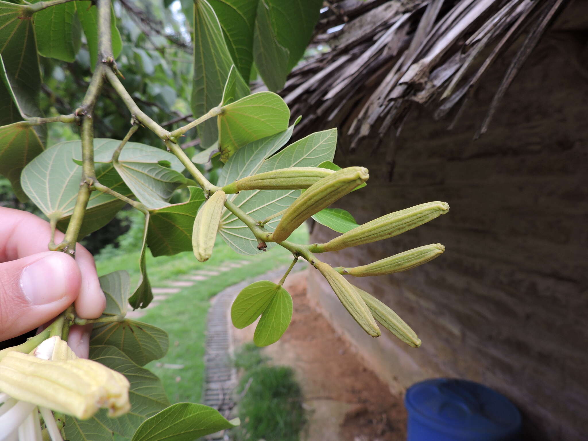 Plancia ëd Bauhinia forficata subsp. pruinosa (Vogel) Fortunato & Wunderlin