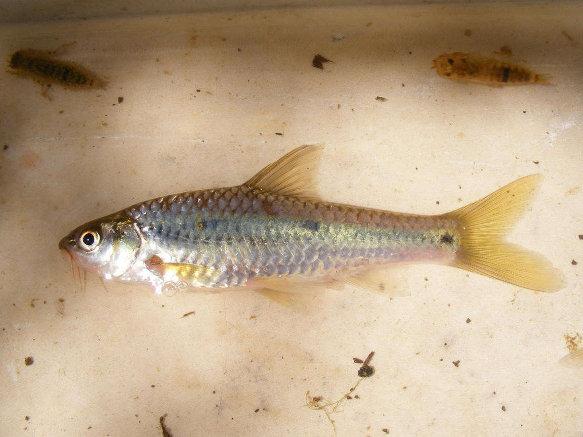 Image of Threespot barb