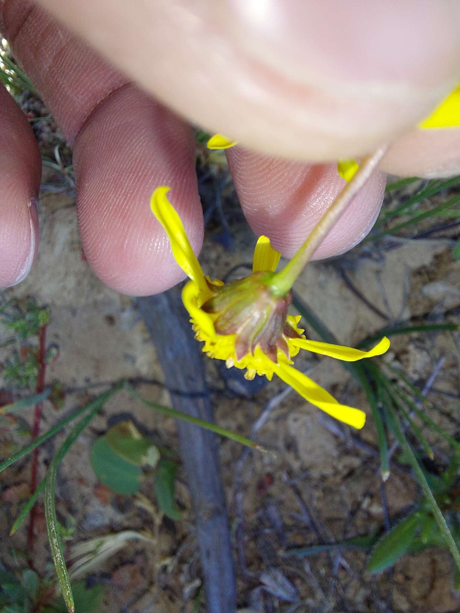 Euryops virgatus B. Nordenst. resmi