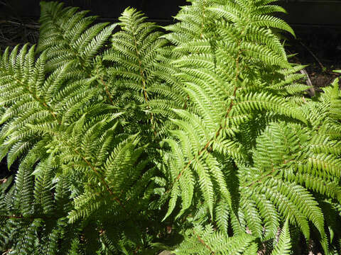 Image of Tree fern