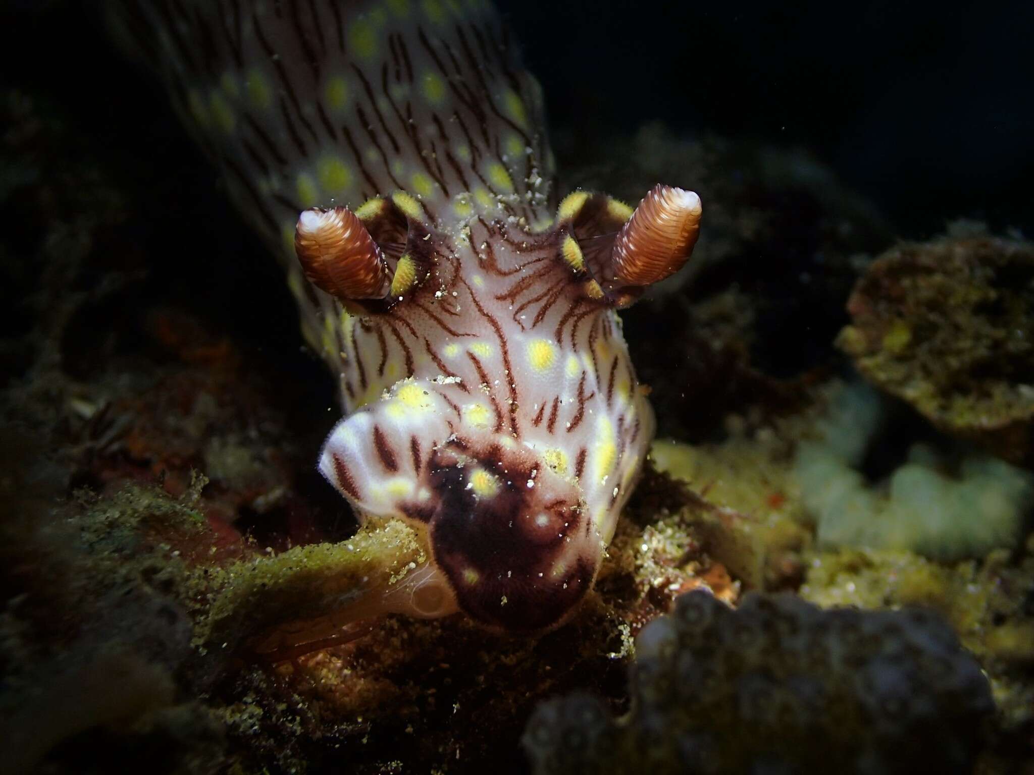 Image of Jorunna rubescens (Bergh 1876)