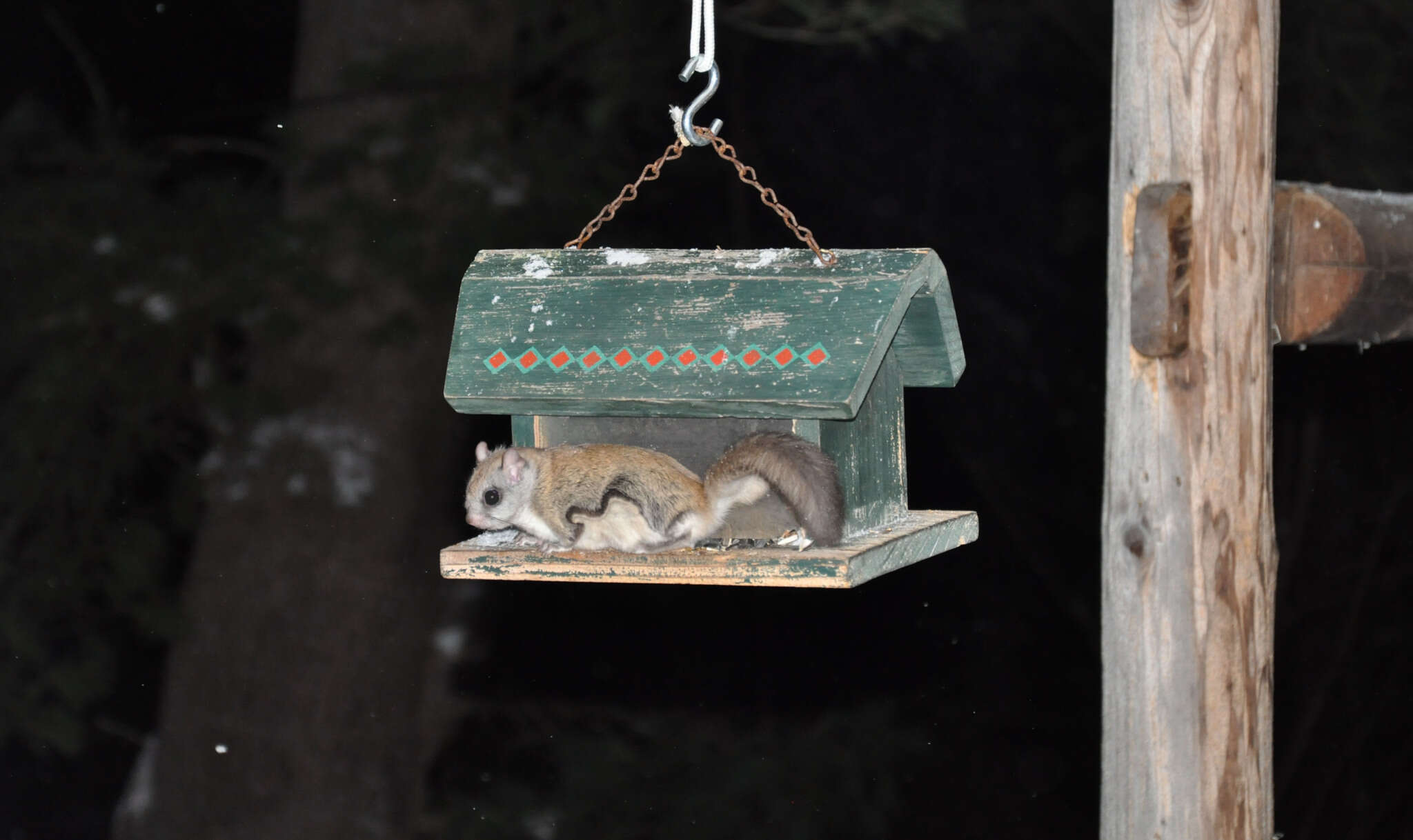 Image of American Flying Squirrels