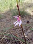 Image of Fairy orchid