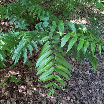 Слика од Pterocarya pterocarpa (Michx.) Kunth ex I. Iljinsk.