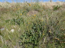 Image of Geum magellanicum Comm. ex Pers.