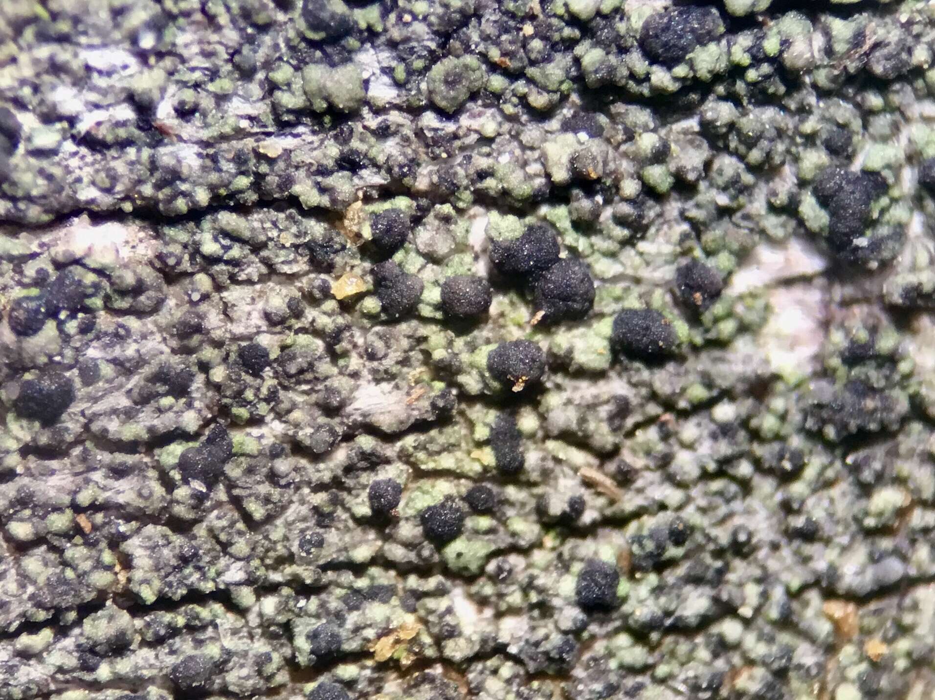 Image of dot lichen