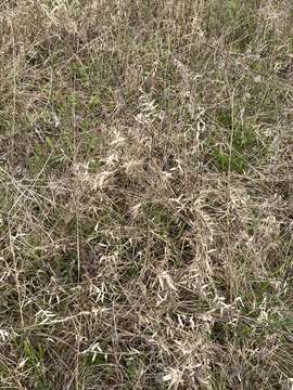 Image of Short-Leaf Skeleton Grass