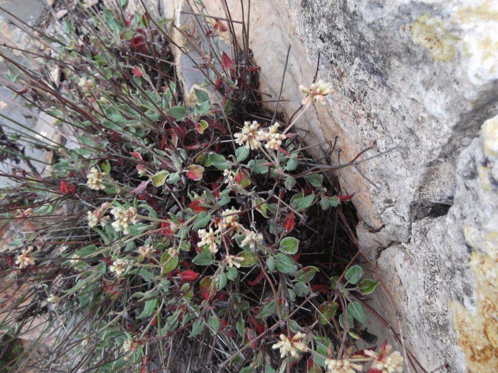 Image of James' buckwheat