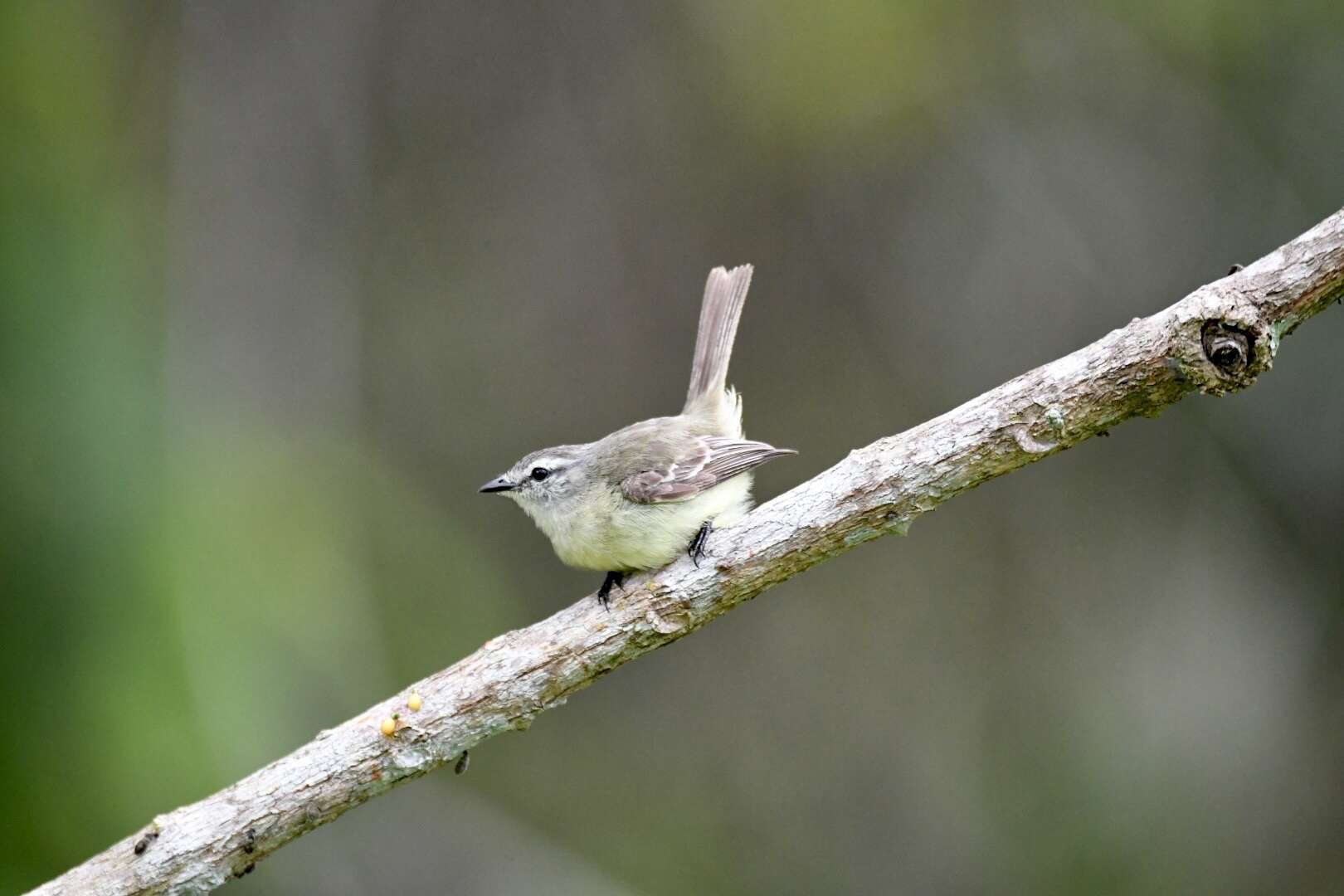 Imagem de Phyllomyias fasciatus (Thunberg 1822)