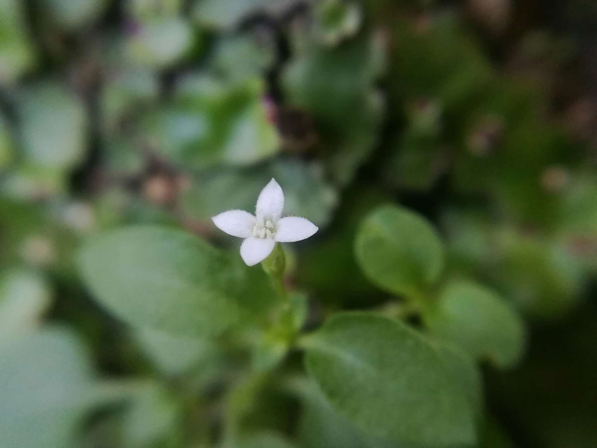 Image of Oldenlandia ovata S. Watson