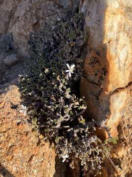 Imagem de Pelargonium xerophyton Schltr. ex Knuth