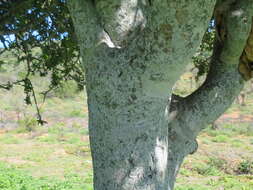 Image of Indaba tree