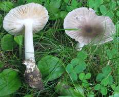 Image of Amanita vaginata (Bull.) Lam. 1783