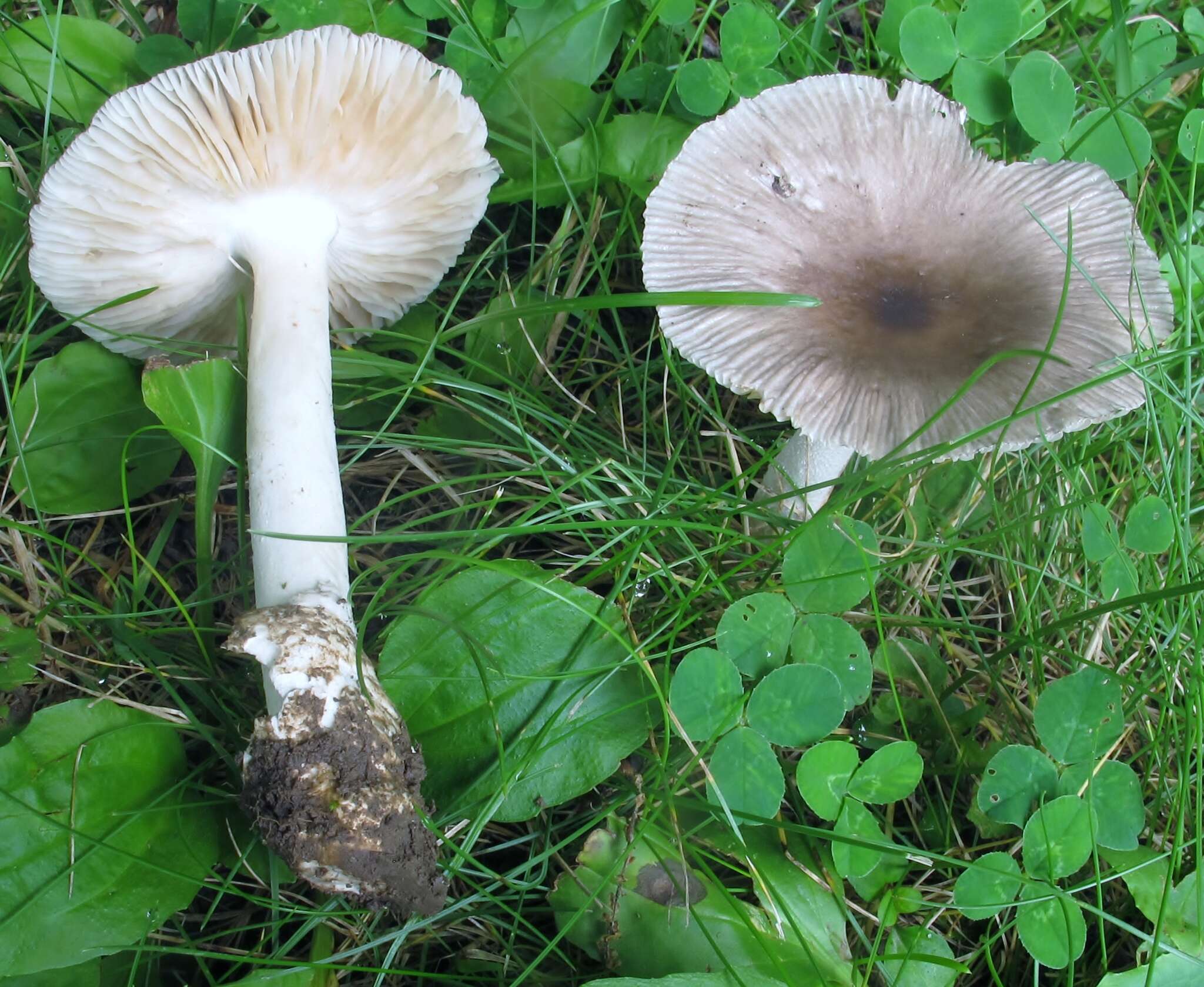 Image of Amanita vaginata (Bull.) Lam. 1783