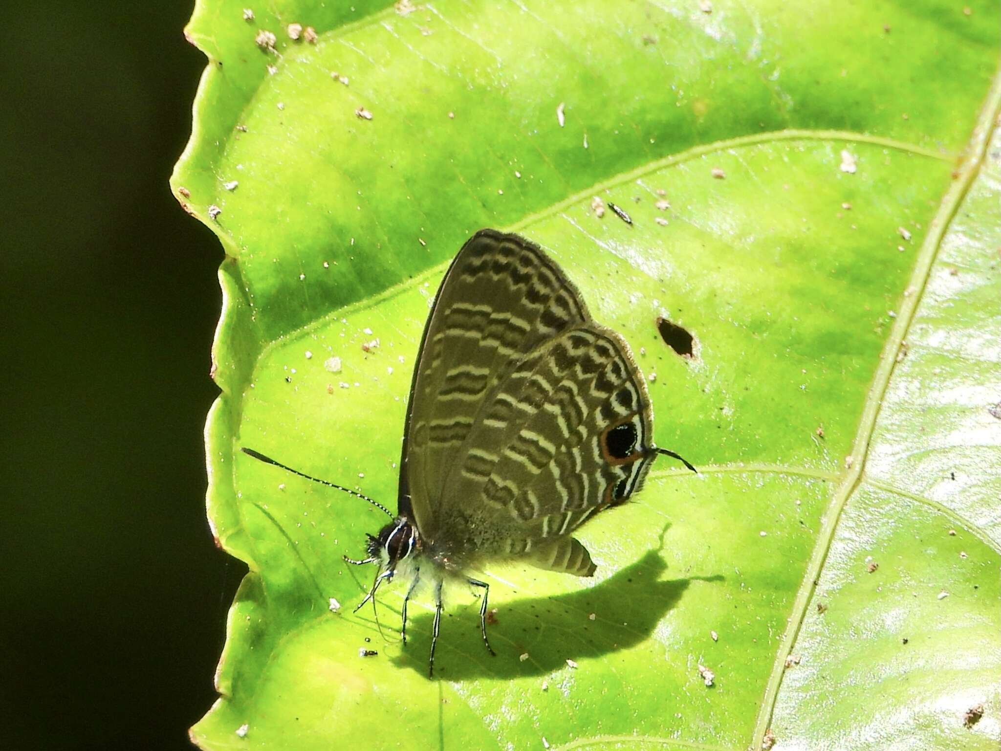 Nacaduba calauria (C. Felder 1860)的圖片