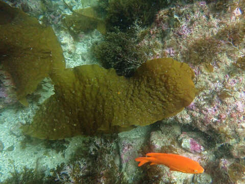 Image of Laminaria farlowii