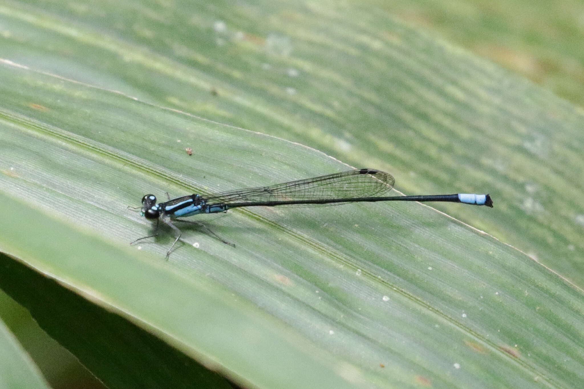 Sivun Acanthagrion trilobatum Leonard 1977 kuva