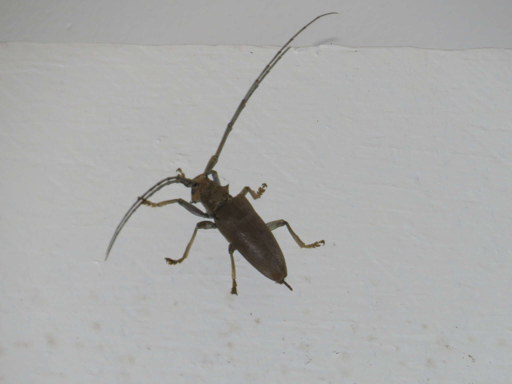 Image of Longhorned beetle