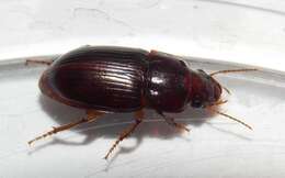 Sivun Harpalus (Harpalus) gravis Le Conte 1858 kuva